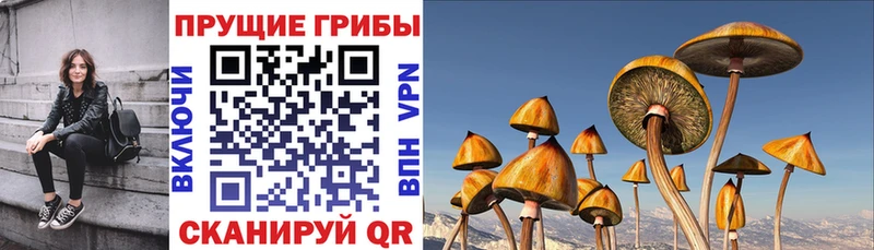 Купить  Харовск  Галлюциногенные грибы Cubensis 